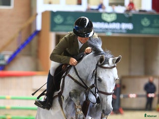 hästar 8års vallak til salg - Annons 1