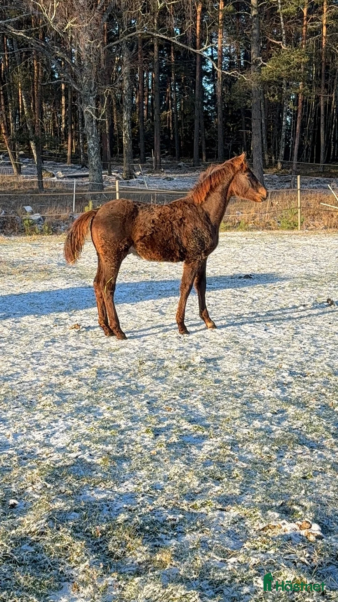Hoppning hästar till salu: Fantastisk häst för framtiden✨ - Annons 2