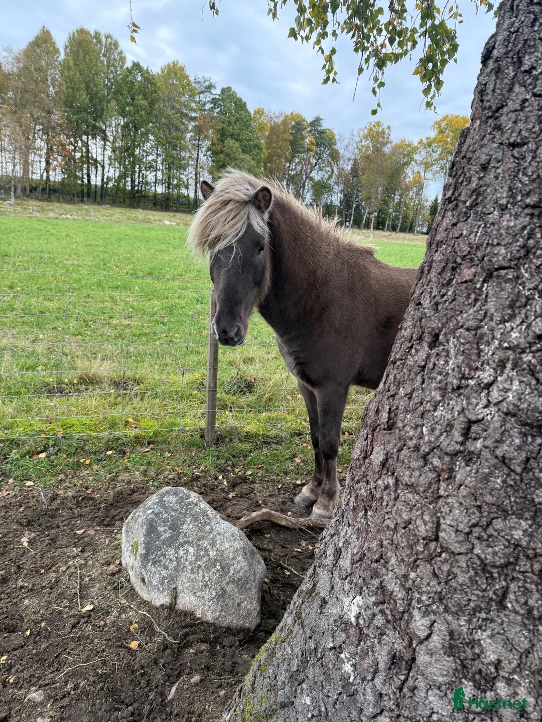 Island hästar till salu: Kappi från Lundsäng - Annons 2