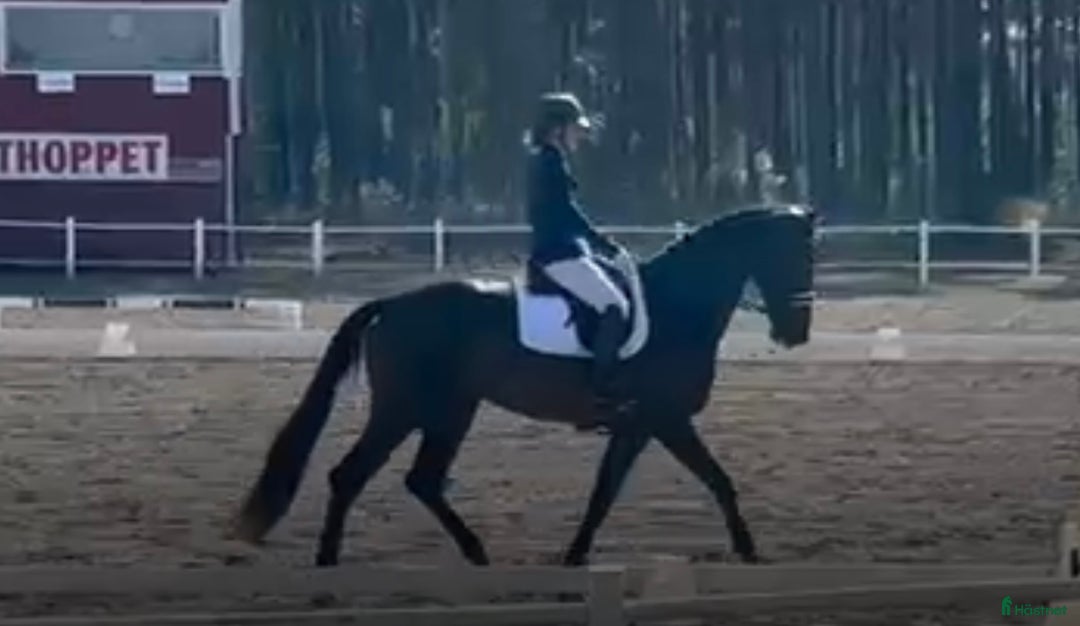 Dressyr hästar till salu: Tävlingshäst i Vimmerby - Annons 4