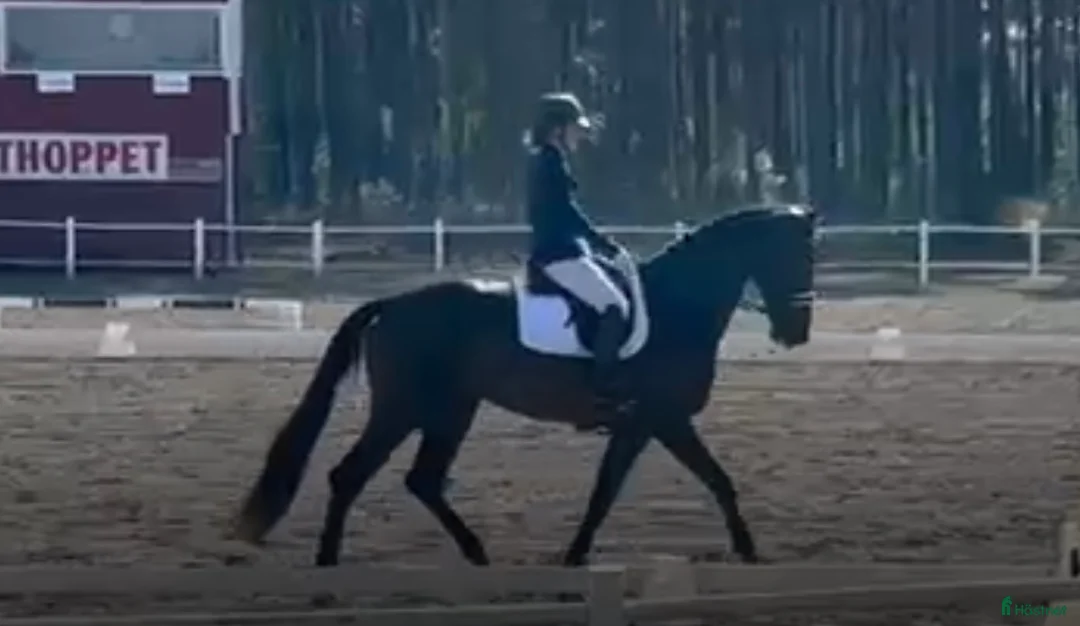 Dressyr hästar till salu: Tävlingshäst i Vimmerby - Annons 4