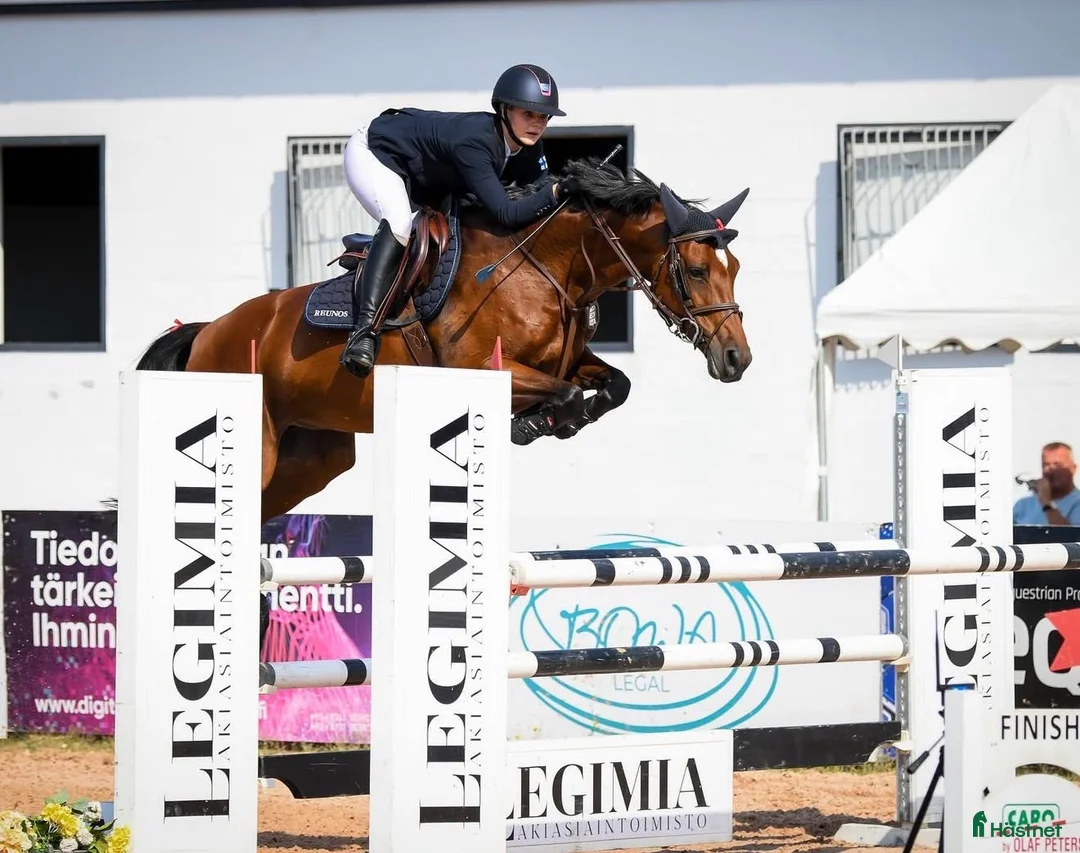 Hoppning hästar till salu: Quality showjumper i Koski Tl - Annons 1