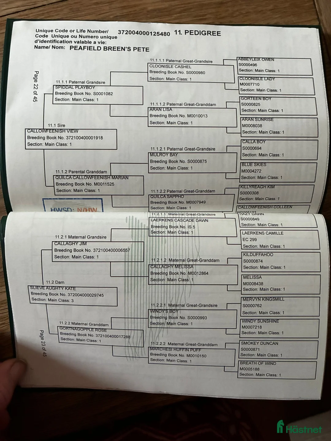 Allround hästar till salu: Easy Connemara gelding  - Annons 13