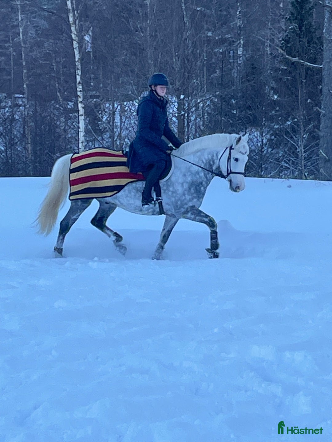 Dressyr hästar till salu: Fantastisk ponny med stor utstrålning  i Mölltorp - Annons 5