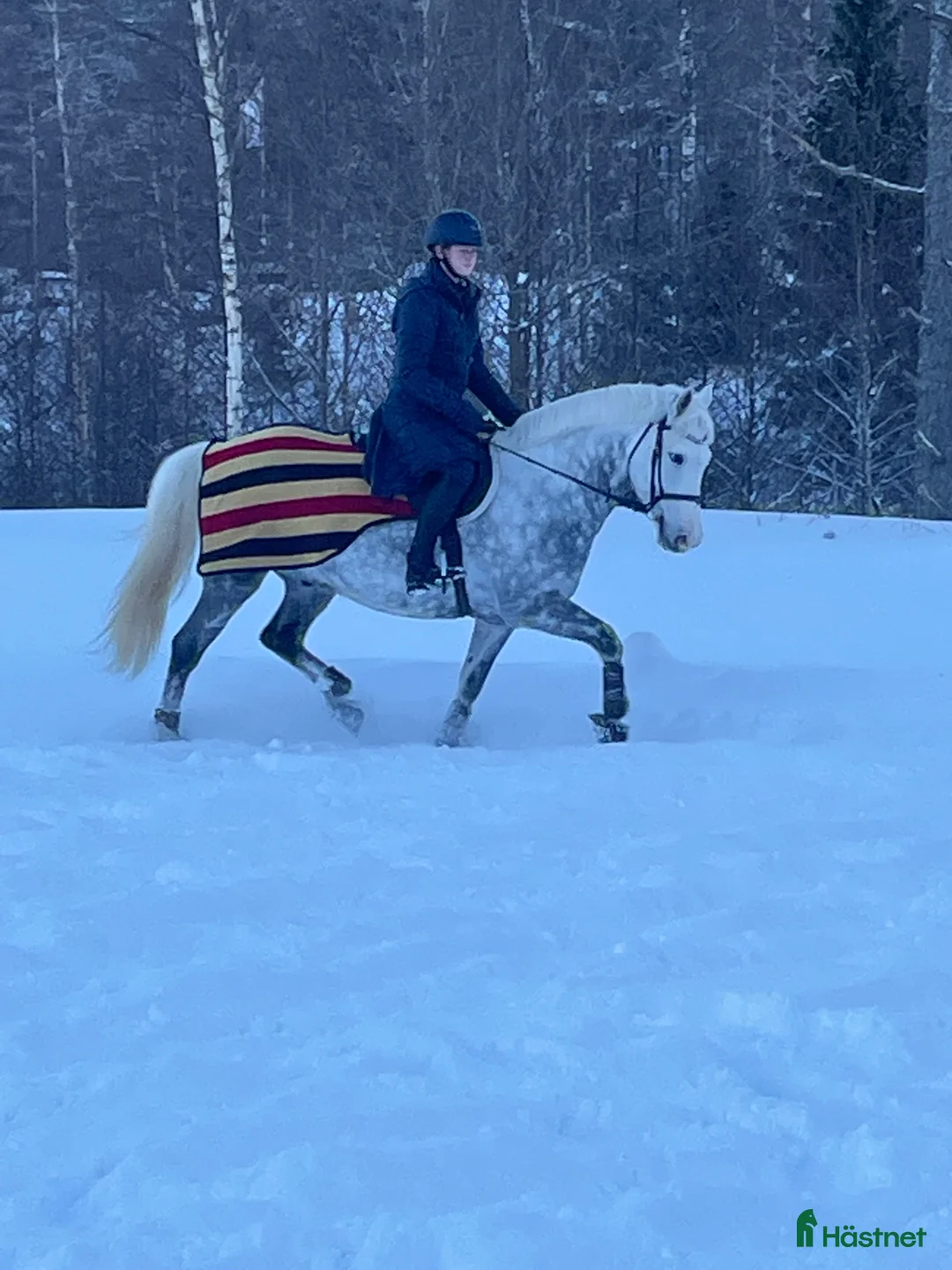 Dressyr hästar till salu: Fantastisk ponny med stor utstrålning  - Annons 5