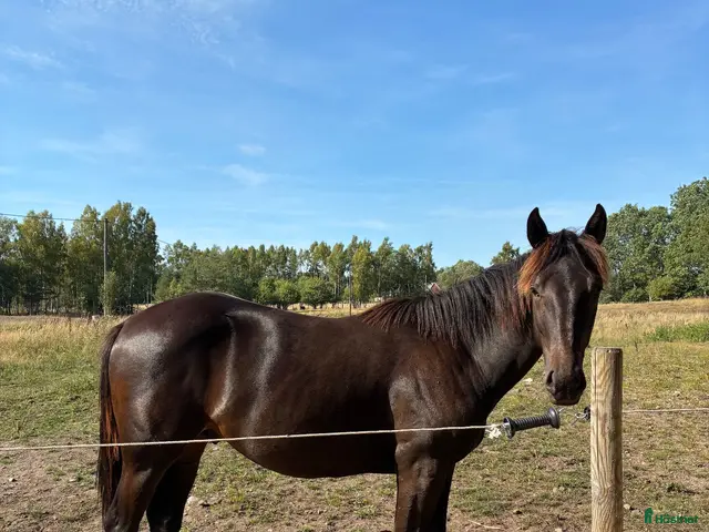 hästar till salu: 1 års hingst e. Very Kronos - Annons 2