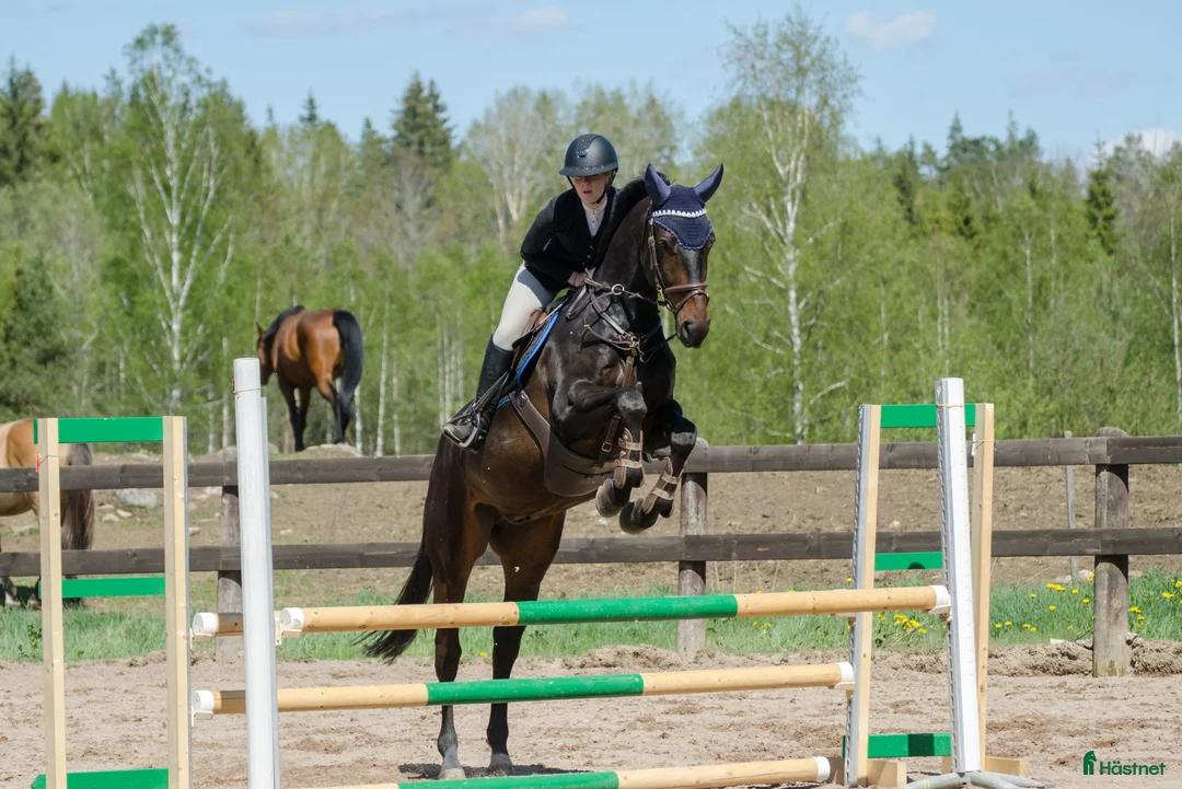 Hoppning hästar till salu: Valack med mycket personlighet och hoppglädje! i Västervik - Annons 2