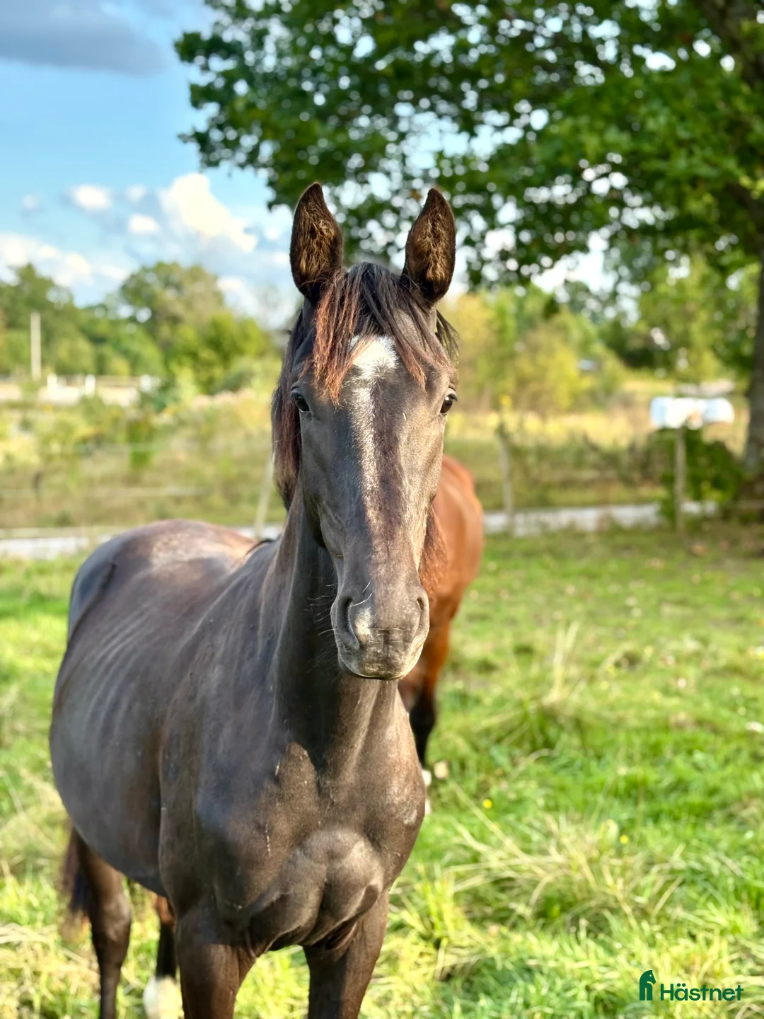 Dressyr hästar till salu: Trevlig dressyrvalack i Billdal - Annons 2