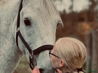 hästar Vacker D ponny - Annons 4