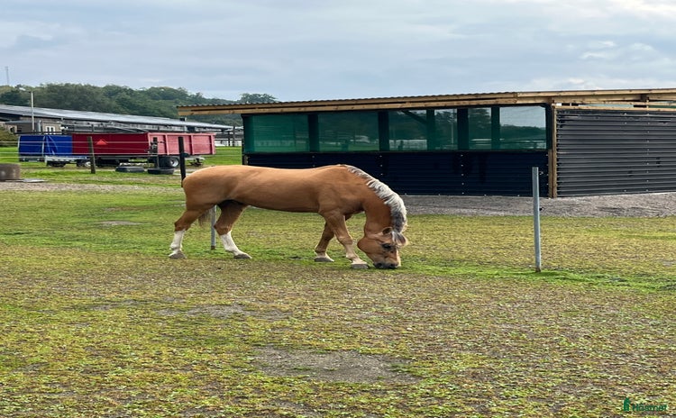  hästar i Jörlanda - Annons 14