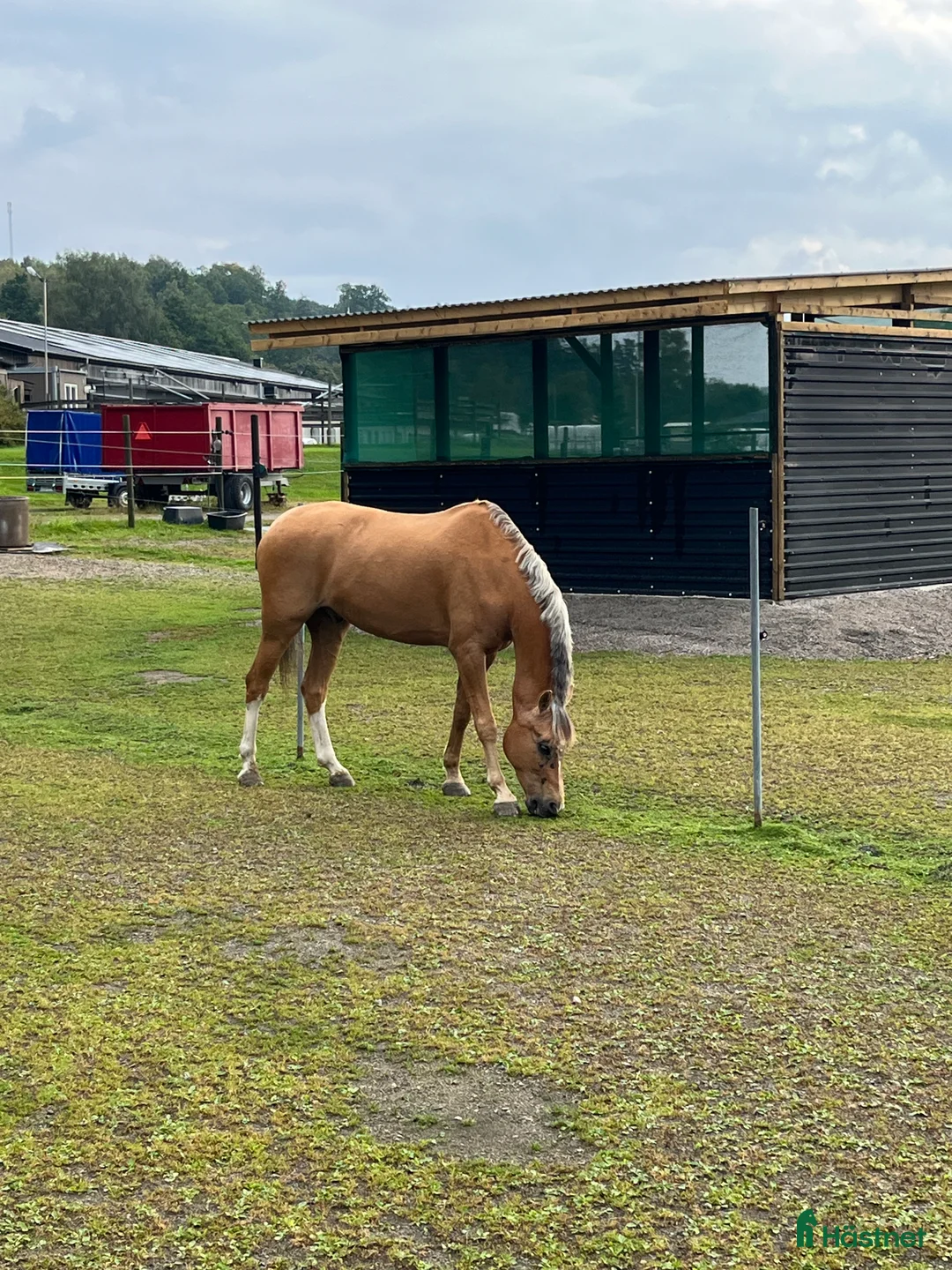 Dressyr hästar till salu: En Bästa Vän! - Annons 1