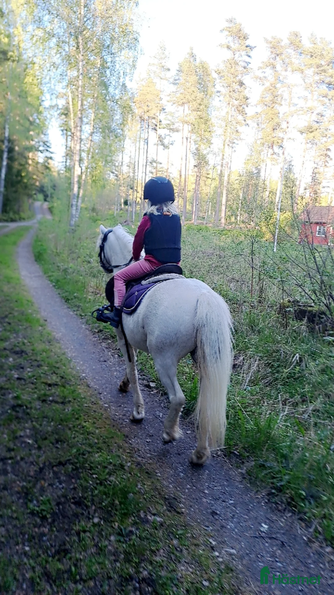 Körning hästar till salu: Socker Söt Ponny🌸 i Åmål - Annons 4