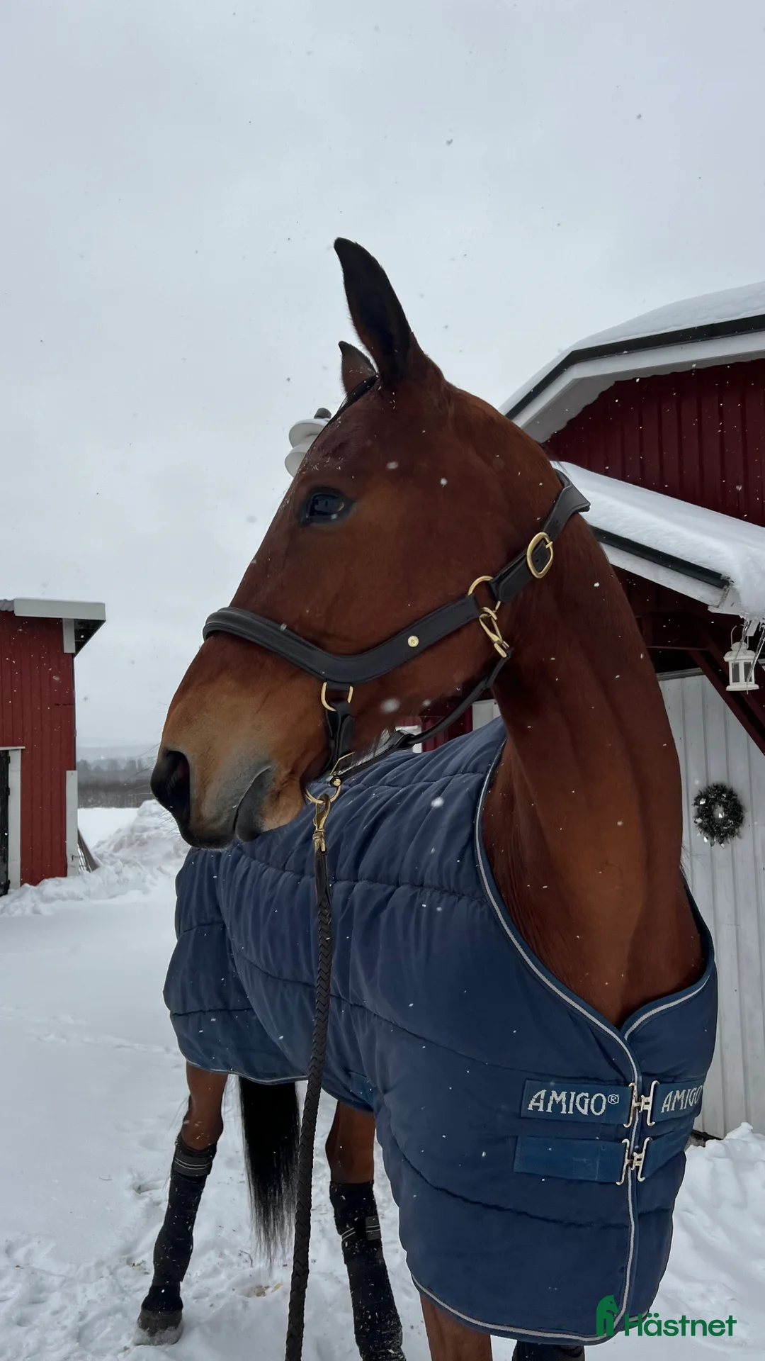 Trav hästar till salu: Guldklimp säljes i Stöde - Annons 2