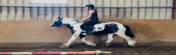 Allround hästar till salu: Super 128 gelding  - Annons 8