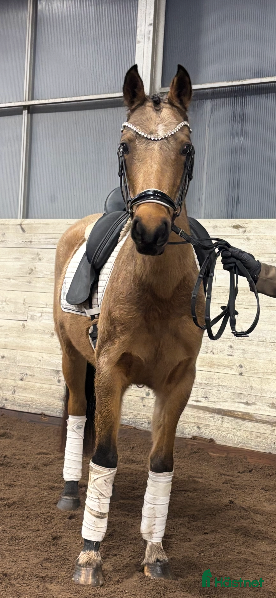 Allround hästar till salu: Sagolika allround ponnyn Saga! i Tungelsta - Annons 5