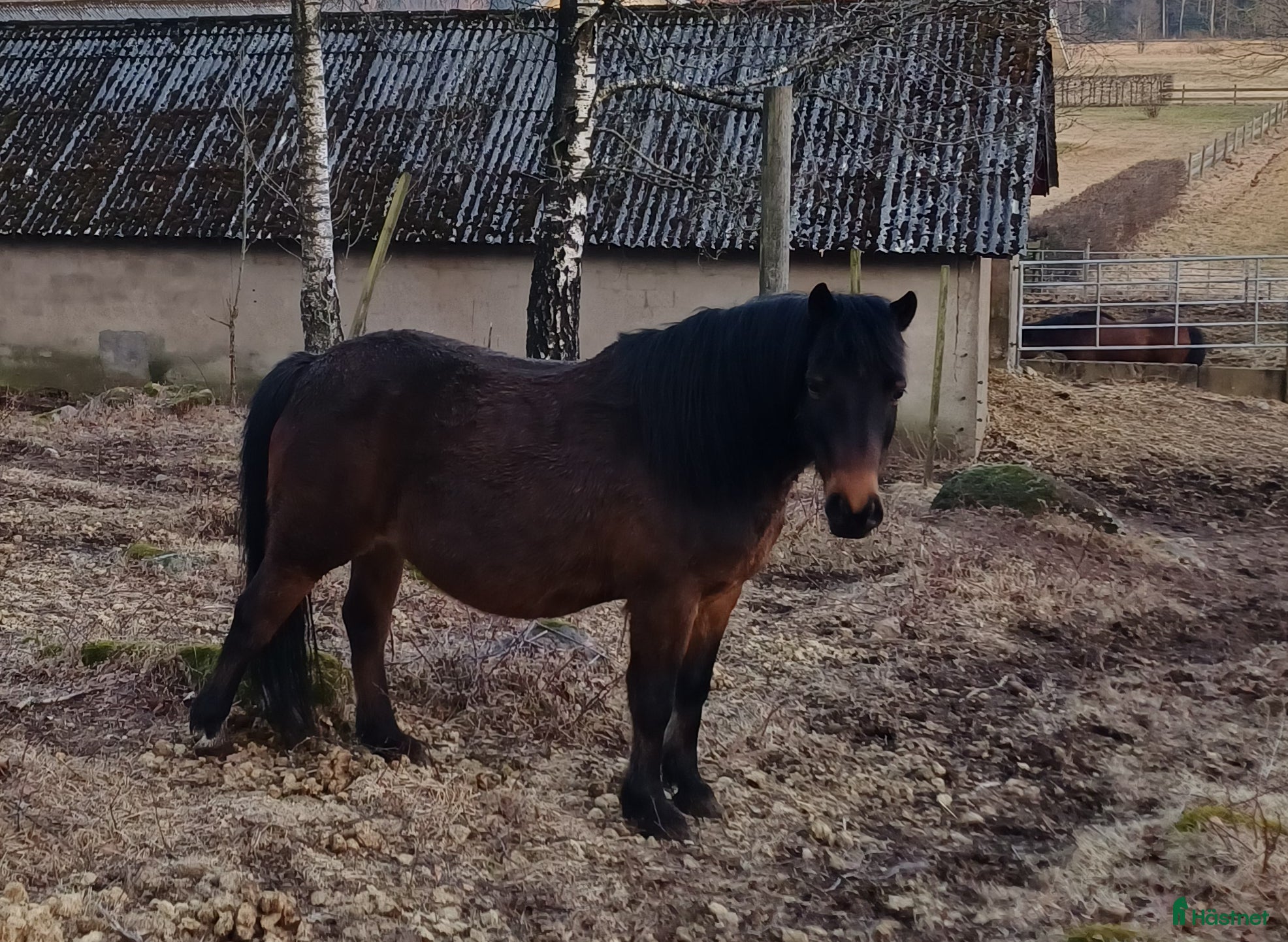  hästar B/C Ponny  - Annons 4