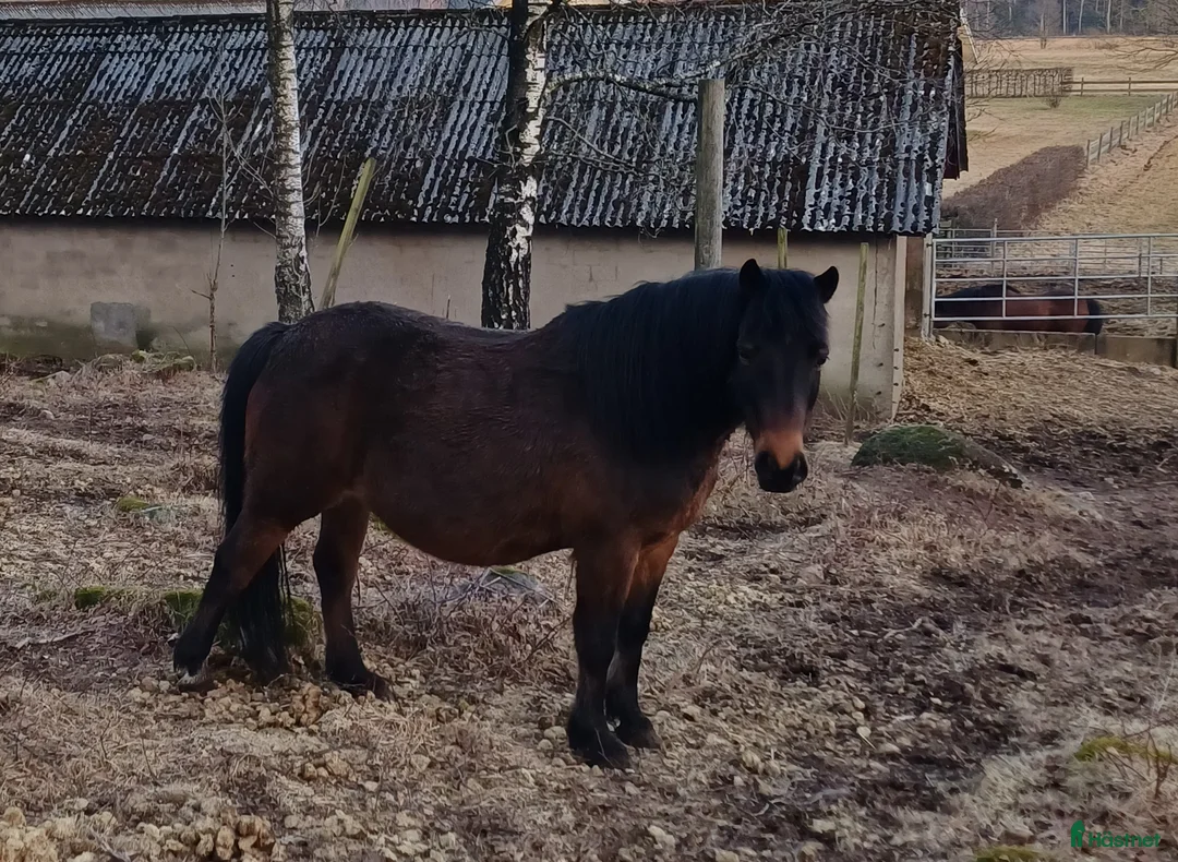 Övrigt hästar till salu: B/C Ponny  i Skällinge - Annons 1