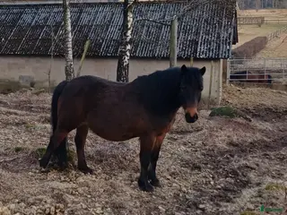 hästar B/C Ponny - Annons 11