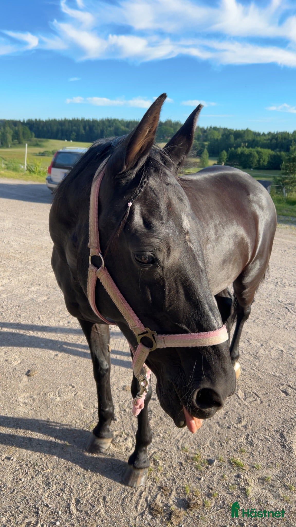  hästar Foderponny sökes! - Annons 3