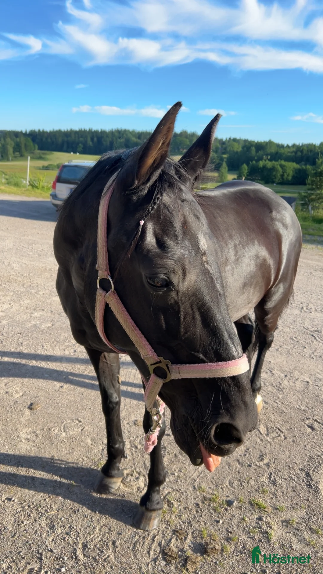 Allround hästar sökes: Foderponny sökes! i Brålanda - Annons 1