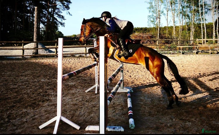  hästar i Strömsholm - Annons 14