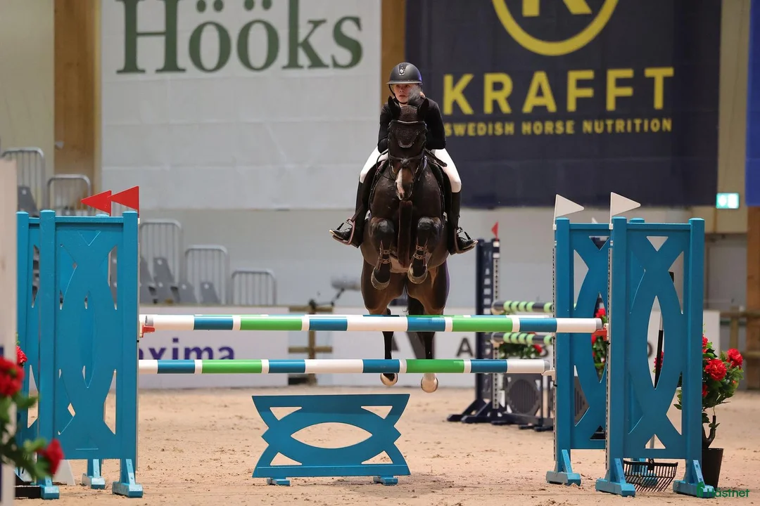 Hoppning hästar till salu: Perfekt läromästare på tävlingsbanan  i Uppsala - Annons 1