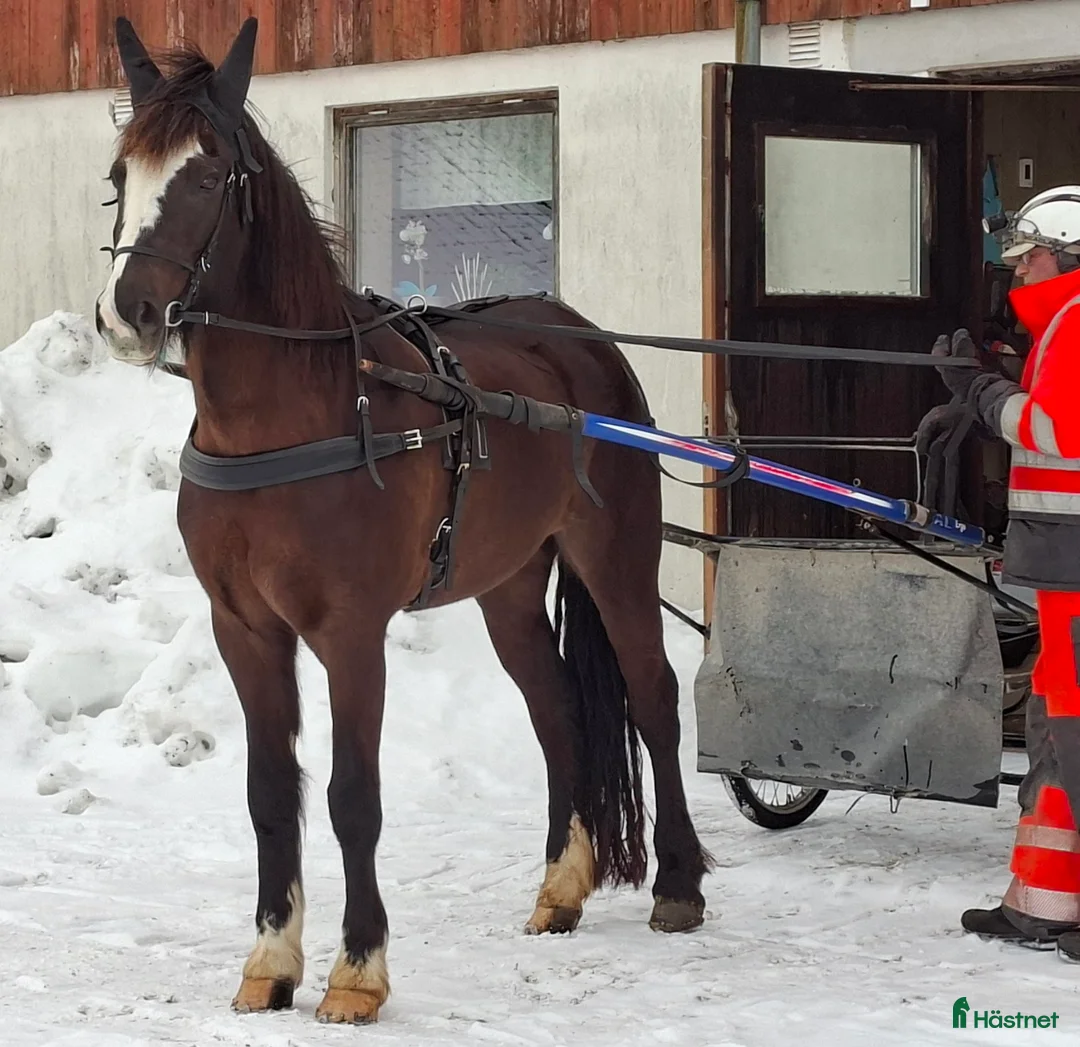 Allround hästar till salu: Mycket fin stammat kallblodsto Avel//skogsmulle i Säffle - Annons 1