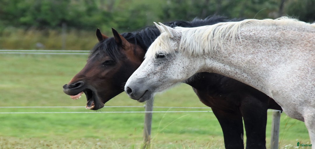 Galleribild {{count}}