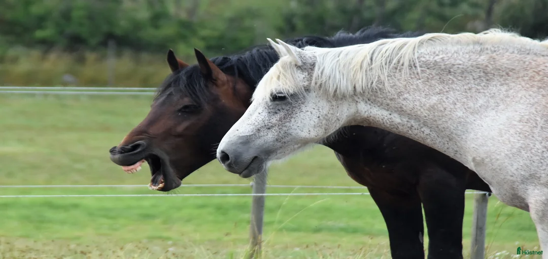 Galleribild {{count}}