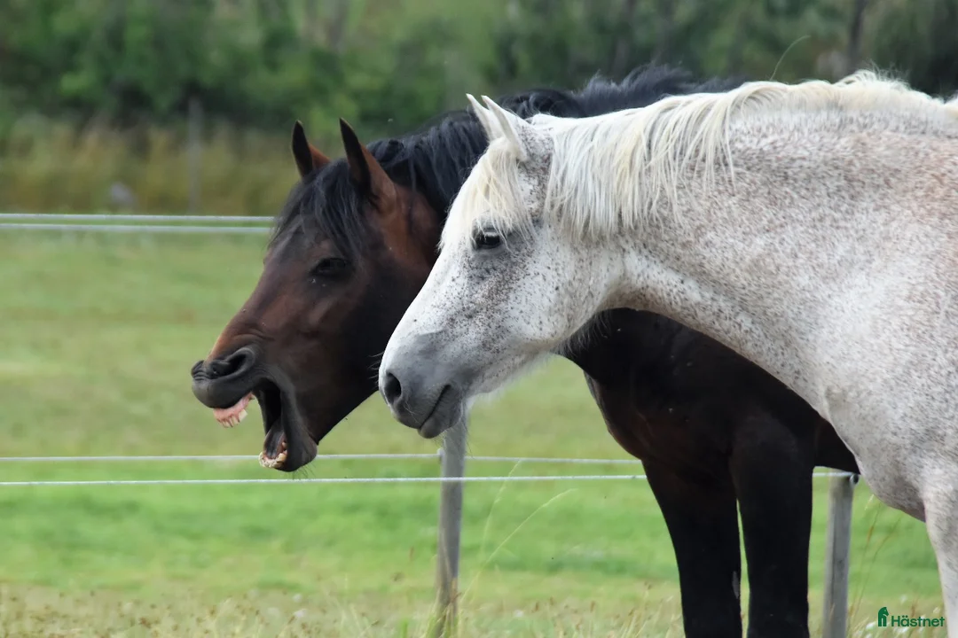 Galleribild {{count}}