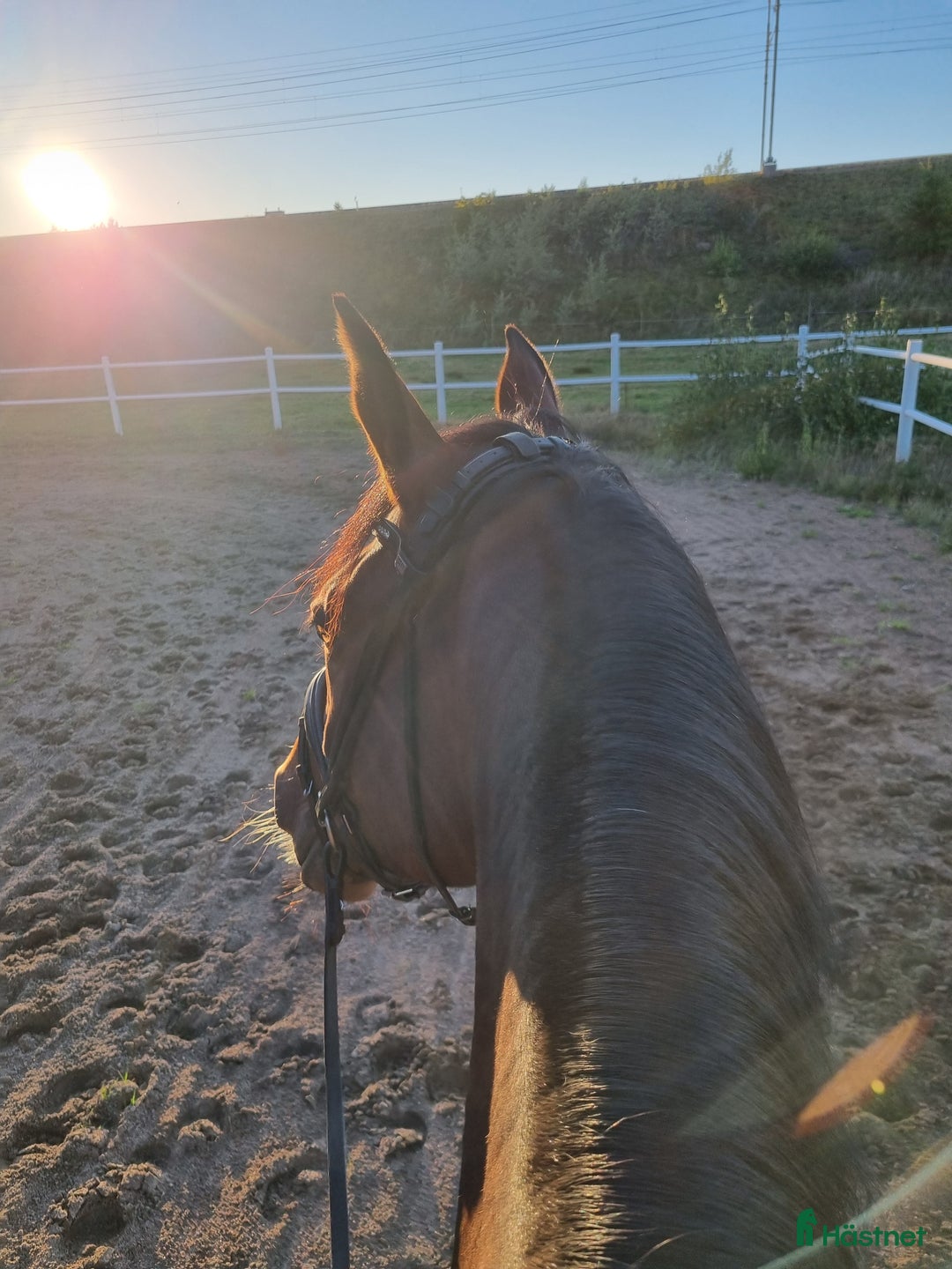 Hoppning hästar till salu: Grön unghäst med stort potential! i Skummeslövsstrand - Annons 3