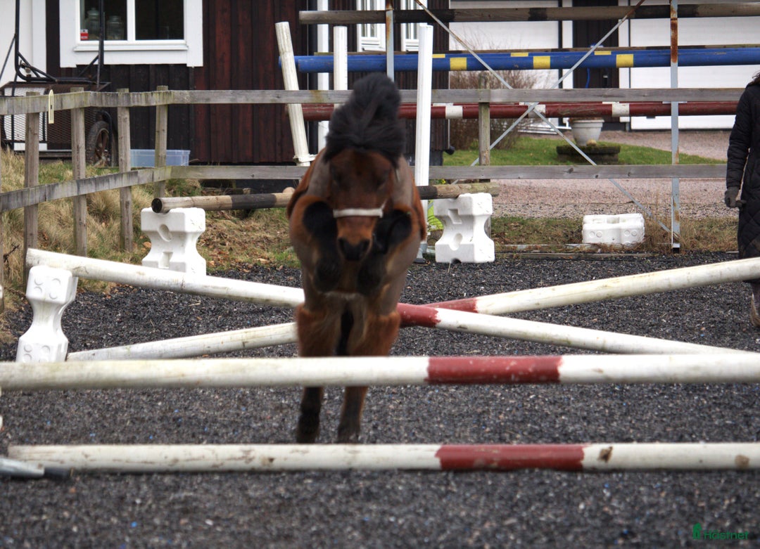  medryttarhäst finnes: Vi söker medryttare till vår A-ponny! i Åled - Annons 11
