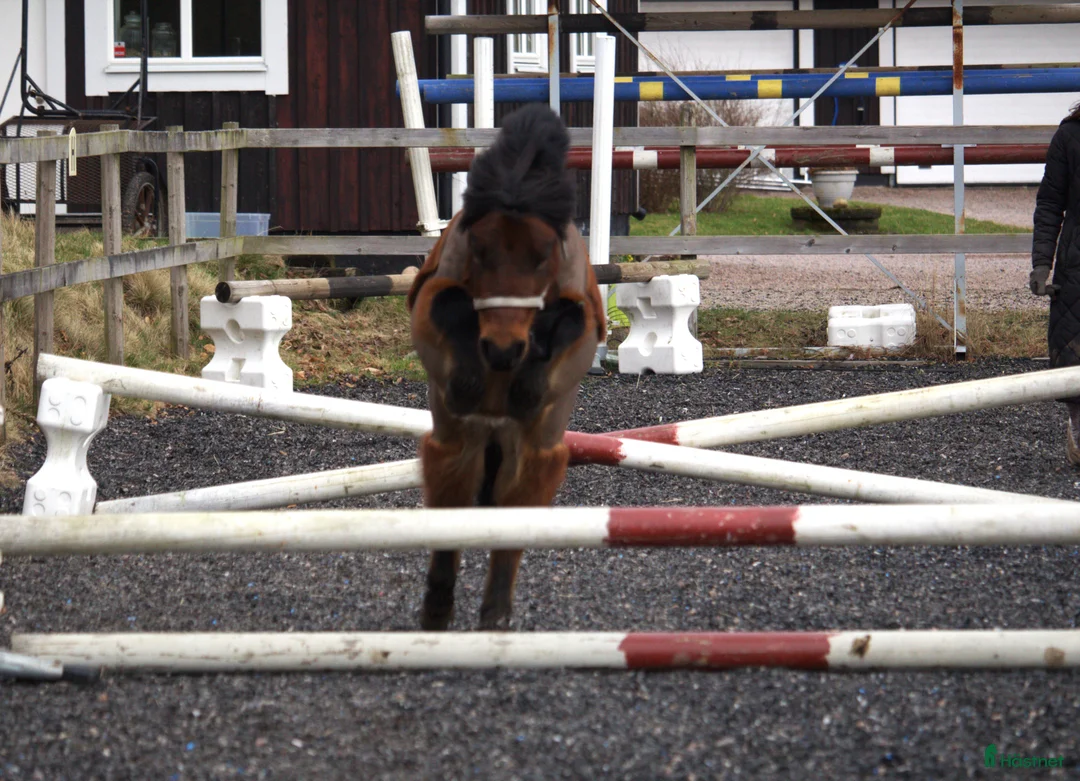  medryttarhäst finnes: Vi söker medryttare till vår A-ponny! - Annons 11