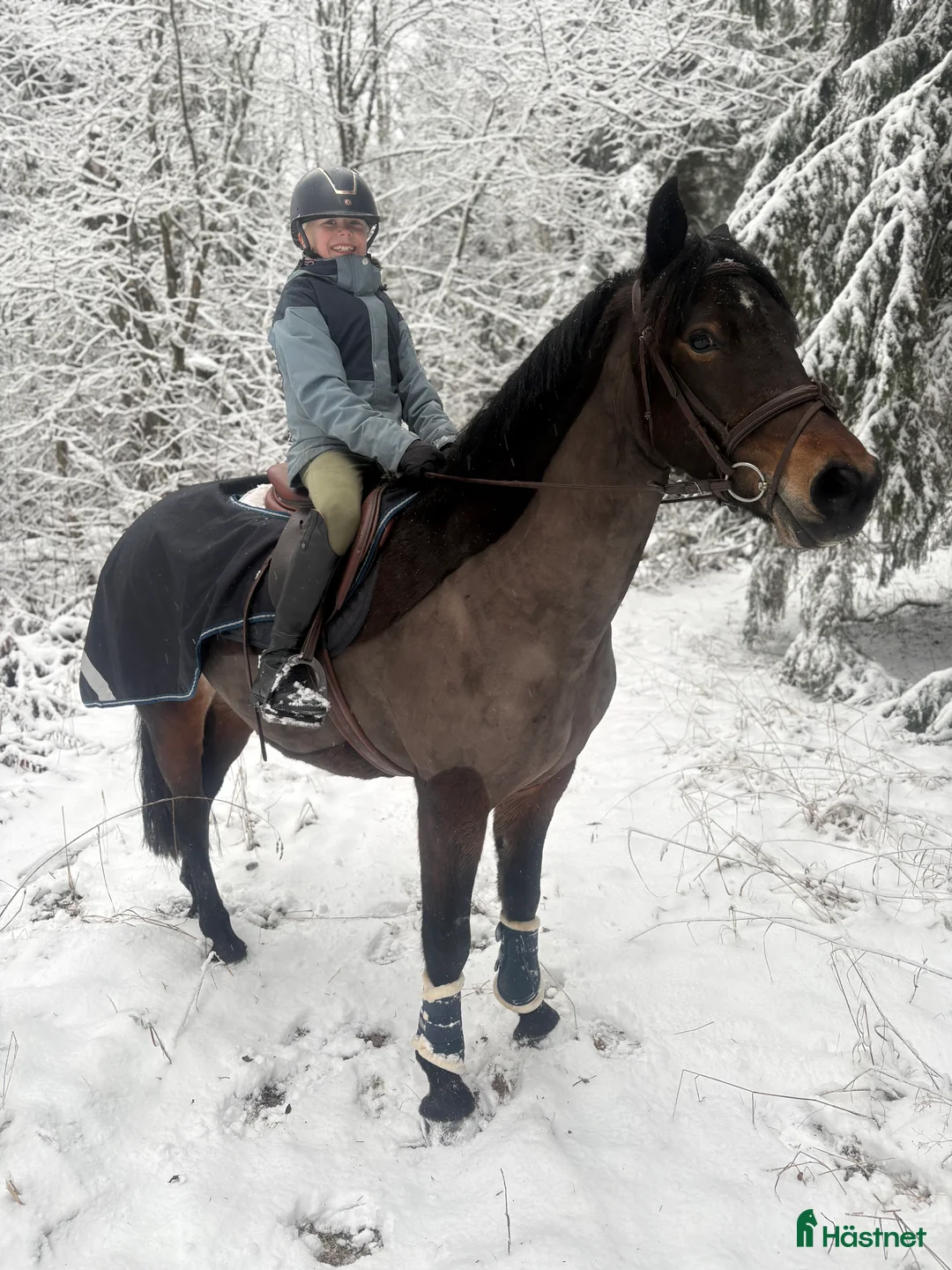 Hoppning hästar till salu: Guldponny - Annons 3