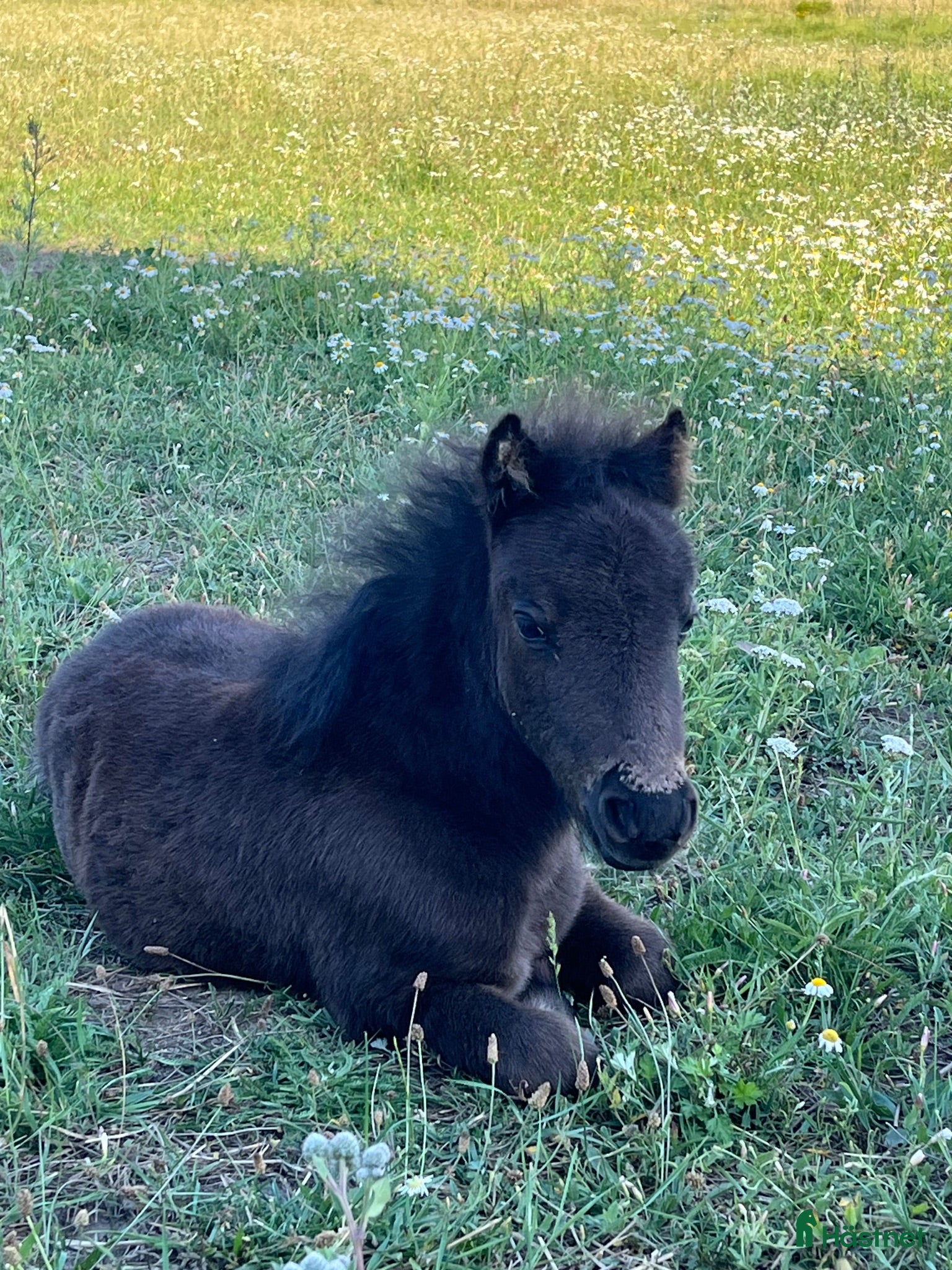  hästar Intressekoll underbar hingst - Annons 16