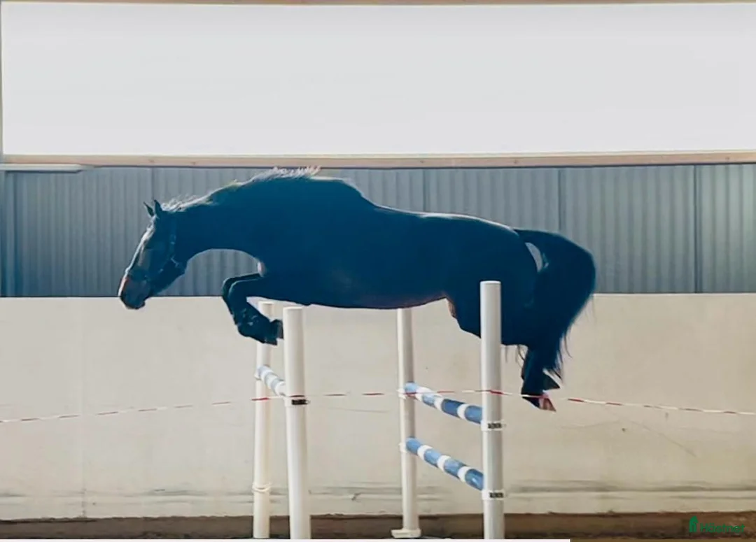  hästservice finnes: Horse Holistic - Hästutbildning - Annons 6