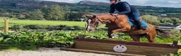 Allround hästar till salu: Irish riding ponies - Annons 14