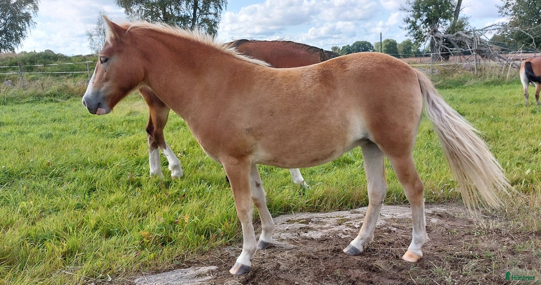 Allround hästar till salu: Coolaste ettåringen  i Kvänum - Annons 3