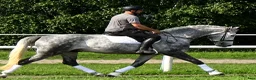 Allround hästar till salu: Presence & Talent - amazing Silesian - Annons 4