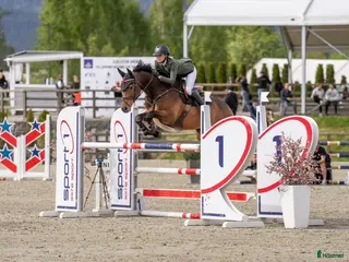 hästar Sportig lyxig tävlingshäst i Malå - Annons 6