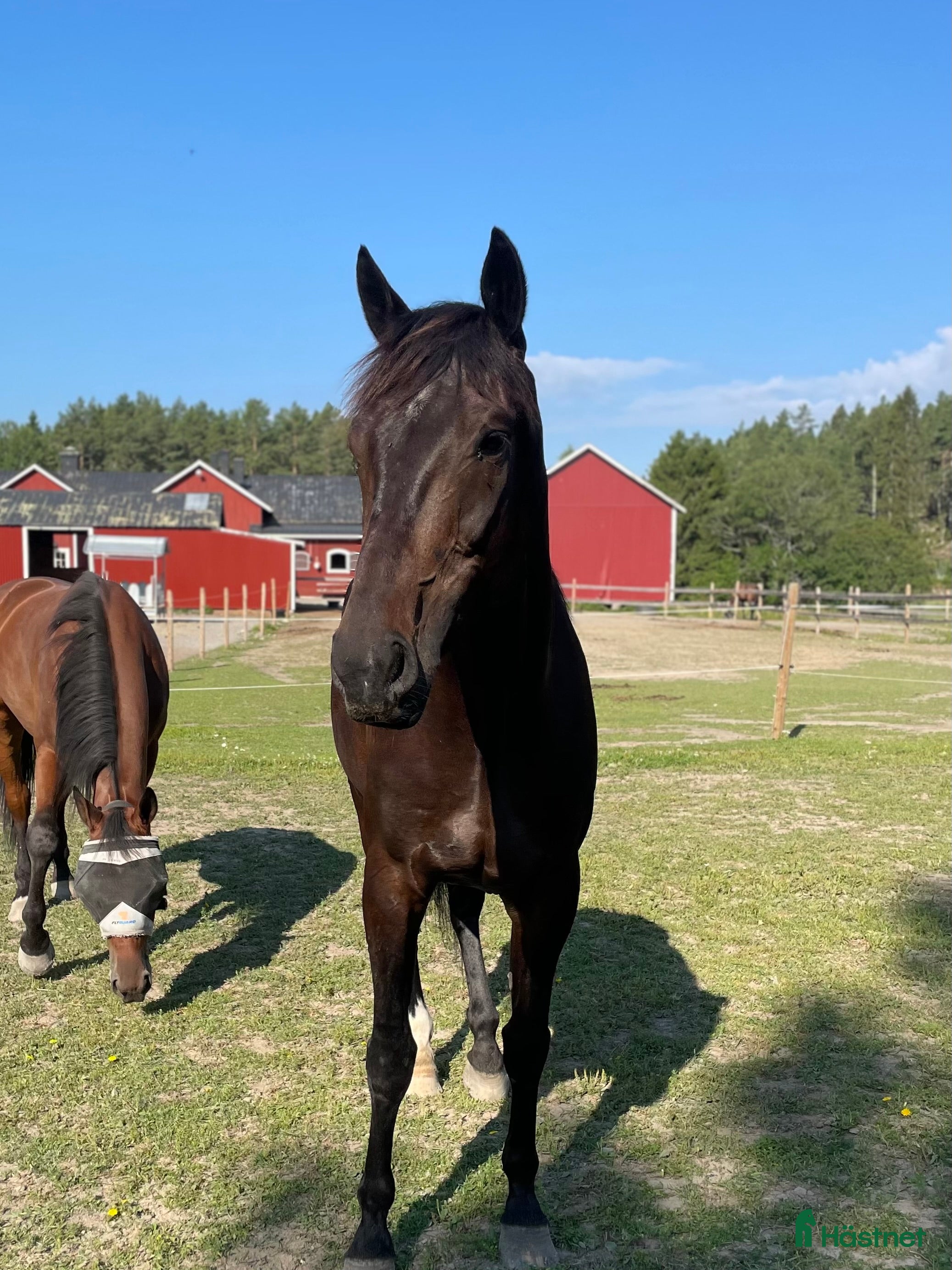  hästservice Hästhotell - Annons 7