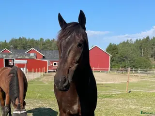 hästservice Hästhotell - Annons 7