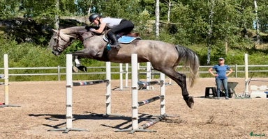 hästar i Krylbo - Annons 11