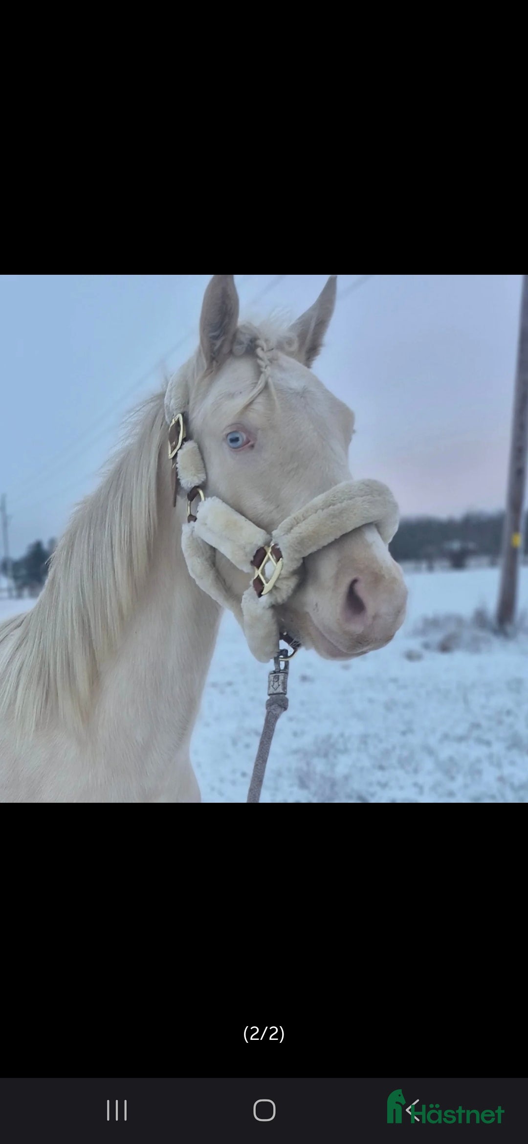  hästar Cremello hingst d-ponny - Annons 4