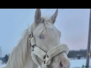 hästar Cremello hingst d-ponny - Annons 4