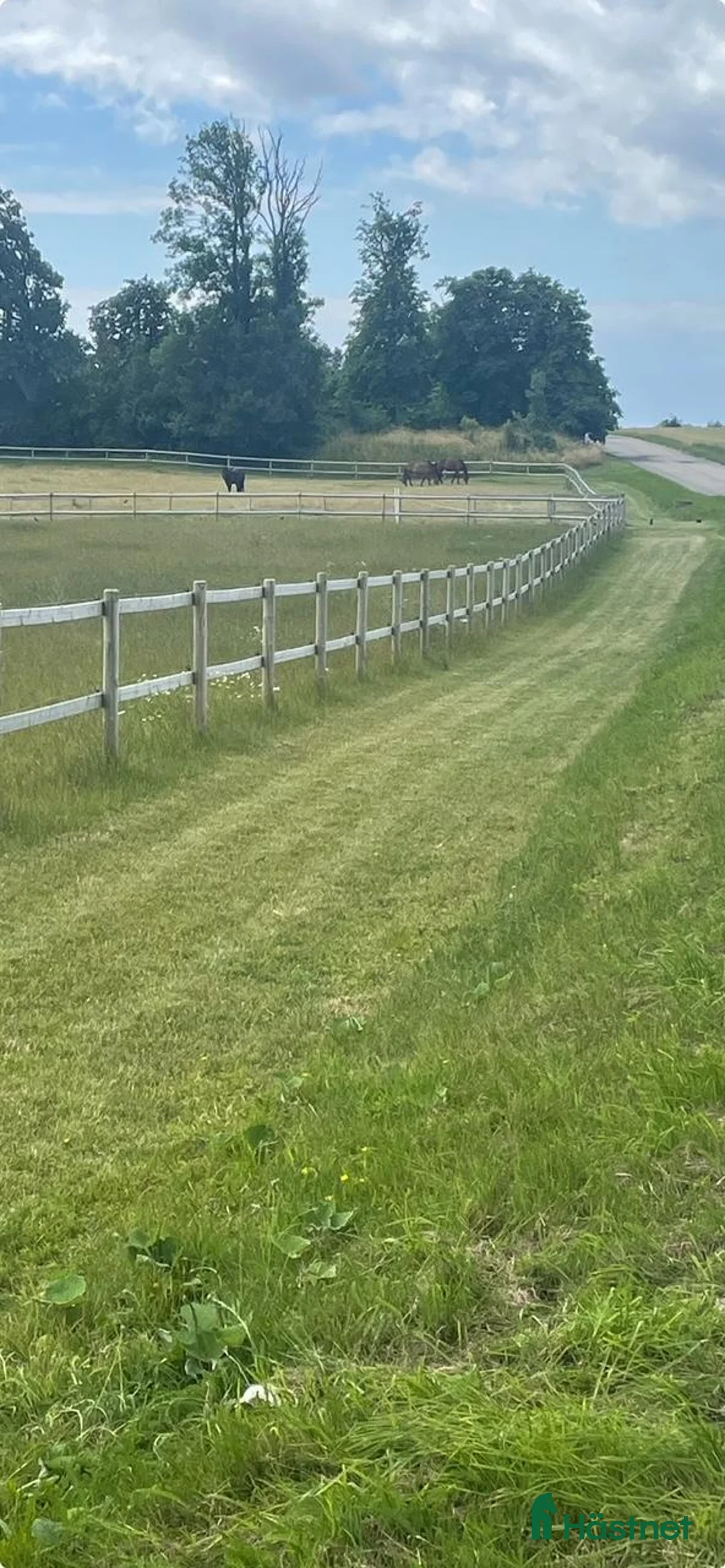  stallplats finnes: Ledig boxplats för valack i litet kvalitetsstall  - Annons 11