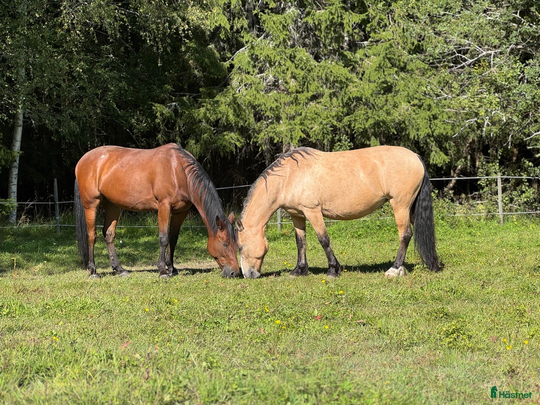 Allround hästar till salu: 2 st Ridtravare i Vretstorp - Annons 2
