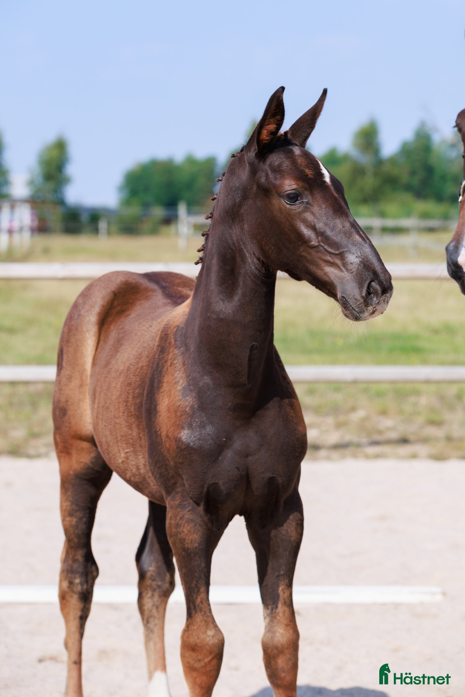 Hoppning hästar till salu: Diamant de Semilly-föl med prestationsstam i Rockneby - Annons 2