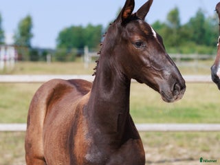 Hoppning hästar till salu: Diamant de Semilly-föl med prestationsstam i Rockneby - Annons 2
