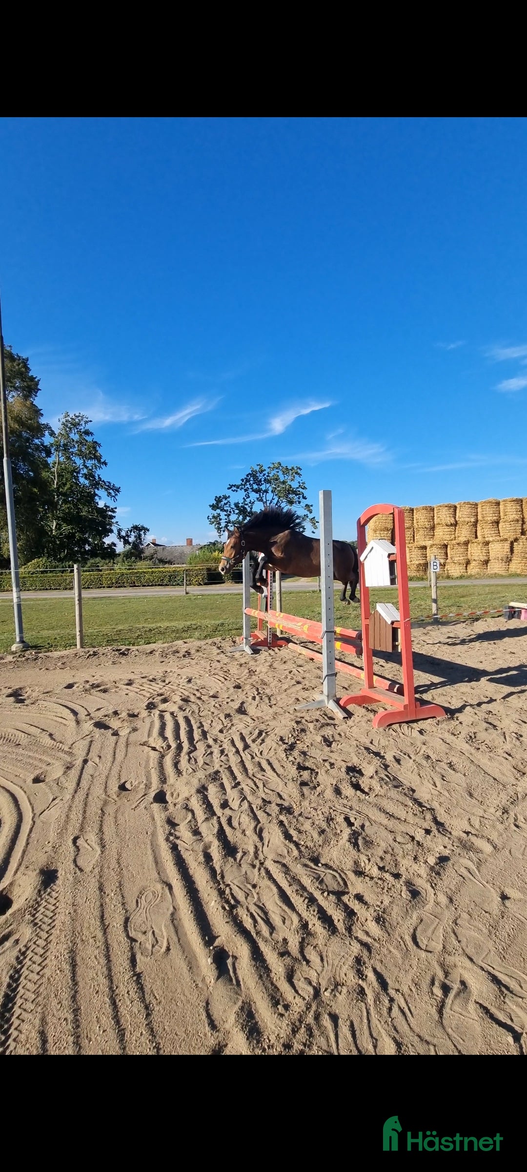 Allround hästar till salu: Framtids ponny för sporten  i Hörby - Annons 2